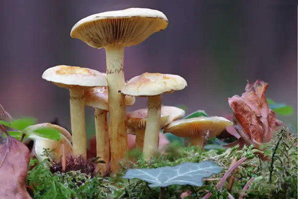 Ecologia dos Cogumelos – Renovação e Vida