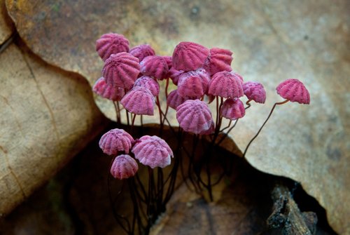 Cogumelos Marasmius Morado - cogumelos.blog