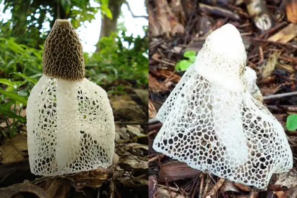 Além de sua beleza estética, o cogumelo véu de noiva desempenha um papel crucial no ecossistema florestal. Como parte do ciclo de decomposição, ele ajuda a transformar matéria orgânica morta em nutrientes essenciais para o solo