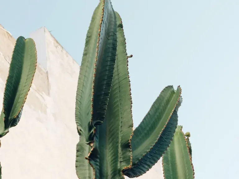 A mescalina é encontrada em alguns tipos de cactus, como o peyote e o São Pedro.